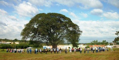 Comdephact dá sinal verde para tombamento da figueira do São Marcos