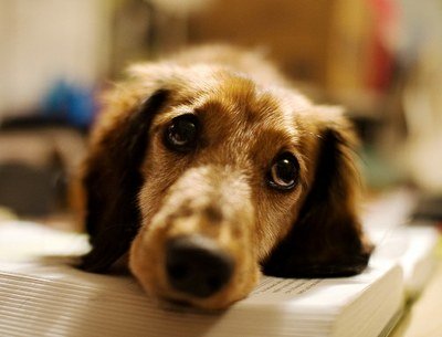 Comissão de Defesa dos Animais se reúne nesta quinta