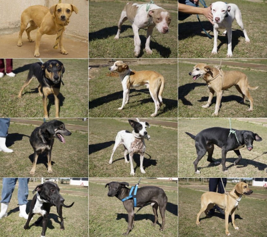 TV Câmara vai divulgar relação de animais para adoção em Rio Preto