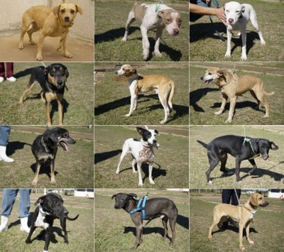 TV Câmara vai divulgar relação de animais para adoção em Rio Preto