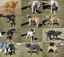 TV Câmara vai divulgar relação de animais para adoção em Rio Preto